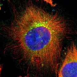 UBAC1 Antibody, Novus Biologicals:Antibodies:Primary Antibodies